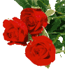 Красная роза - символ любви и страсти