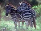 скачать обои, заставки, фото и фотографии с животными африки