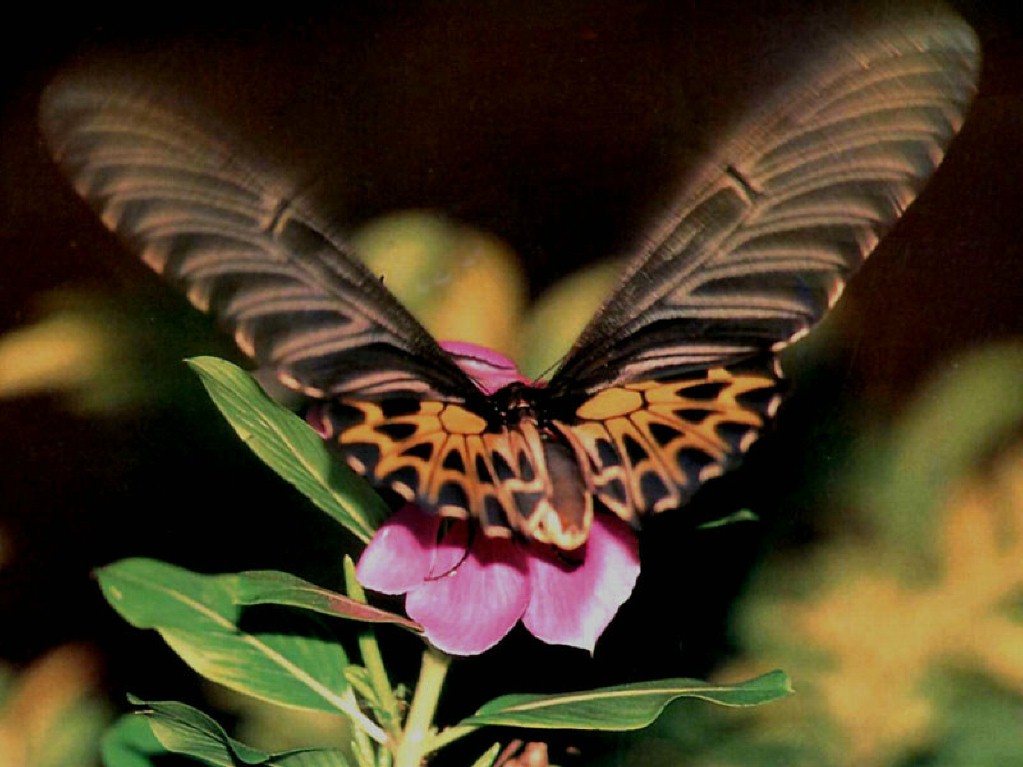 http://happy-year.narod.ru/oboi/animals/butterflies/1024/019.jpg