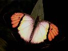 Бабочки: картинки на рабочий стол