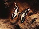 Бабочки: картинки на рабочий стол