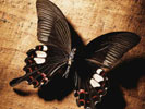 Бабочки: обои на рабочий стол