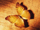 Бабочки: обои на рабочий стол
