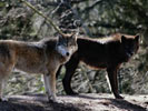 Волки, лисицы и гиены: заставки на телефон и рабочий стол