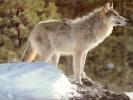 Волки, лисицы и гиены: картинки на заставку экрана телефона и компьютера