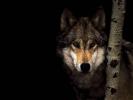 Волки, лисицы и гиены: картинки на заставку экрана телефона и компьютера