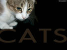 Кошки, котики и котята - лучшие обои на заставки телефона и рабочего стола с домашними кошками
