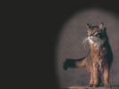 Домашние кошки: картинки на рабочий стол