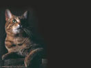 Домашние кошки: картинки на рабочий стол