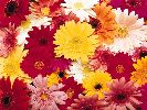 http://happy-year.narod.ru/oboi/flowers/133/029.jpg