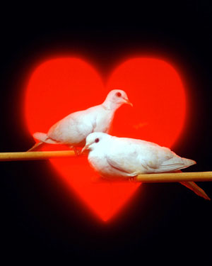Открытка с голубями ко дню святого Валентина