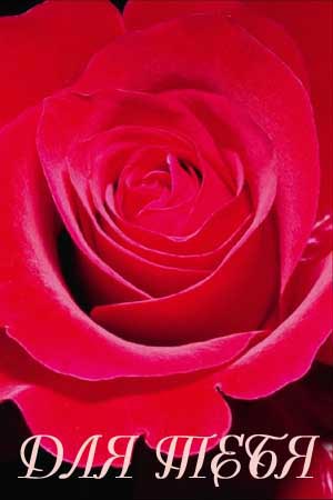 поздравительная валентинка с розами