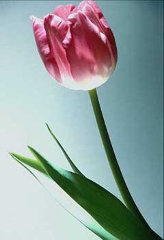 поздравительная открытка на день святого валентина тюльпан