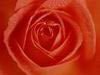 валентинка с розами
