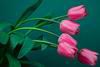 открытка с днем святого валентина - тюльпаны