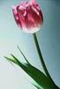 открытка на день святого валентина тюльпан