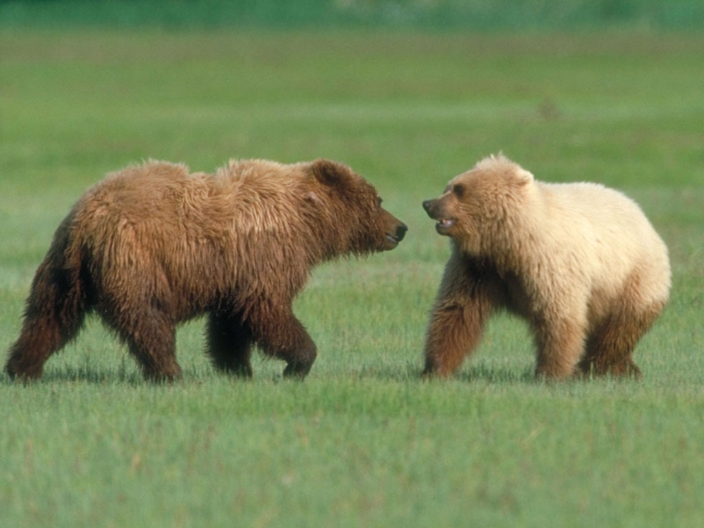 Окрас медведей. Гризли североамериканский бурый медведь. Разные медведи. Разные породы медведей. Медведь коричневый.