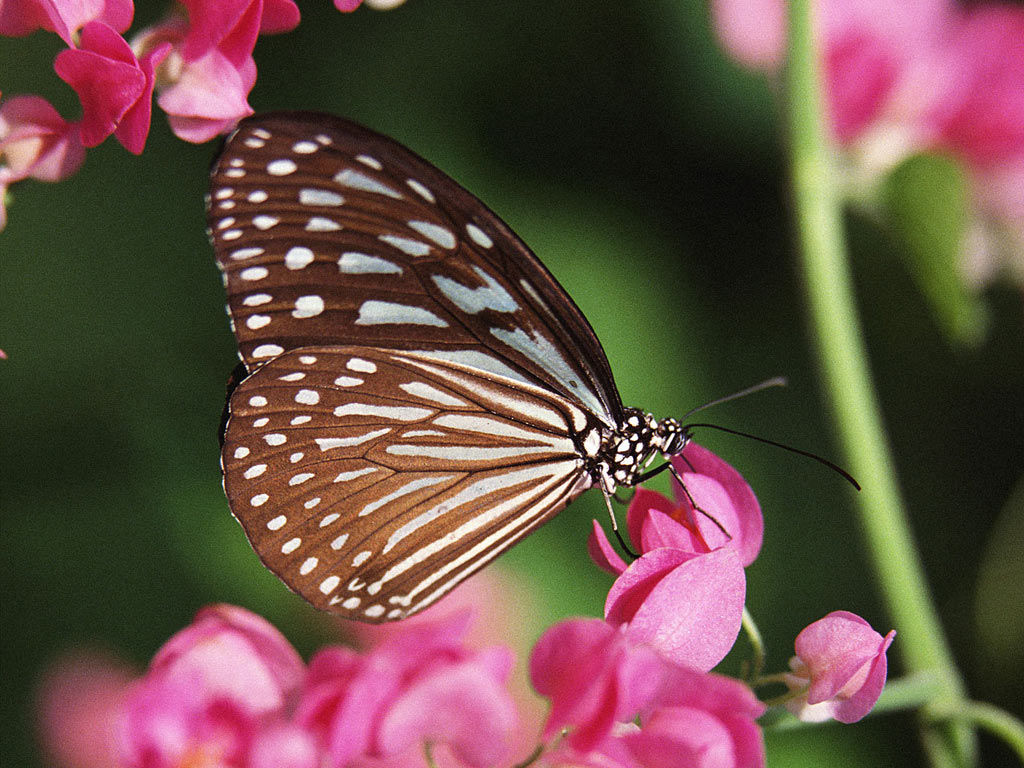 http://happy-year.narod.ru/oboi/animals/butterflies/1024/013.jpg